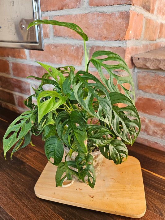 Monstera Adansonii Pflanze