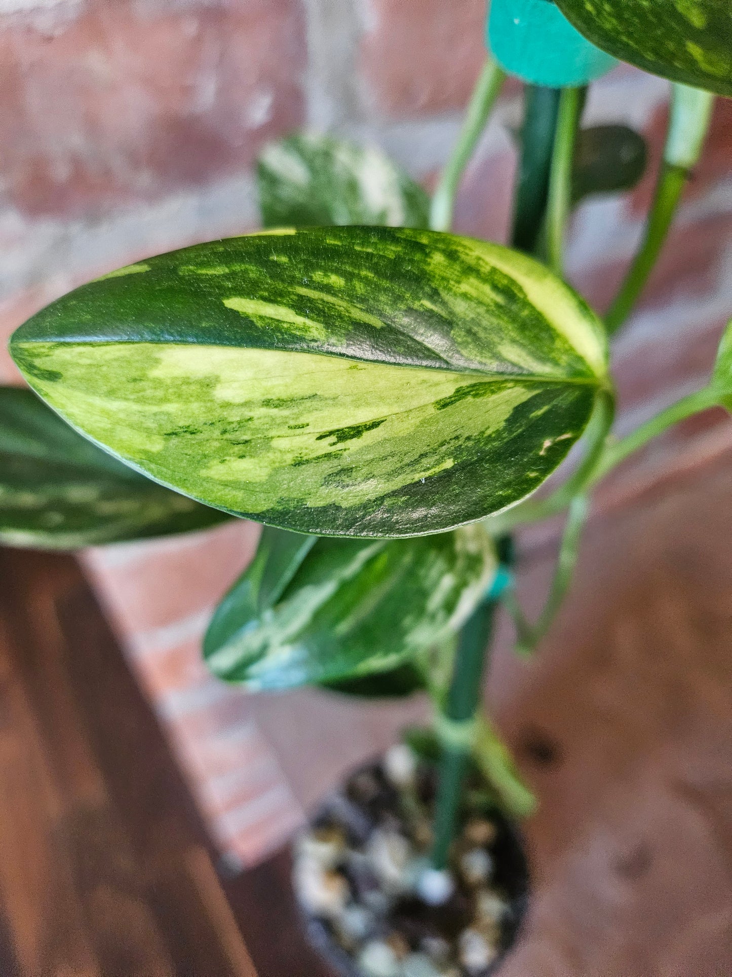 Monstera Standleyana aurea variegata Pflanze mit toller Panaschierung