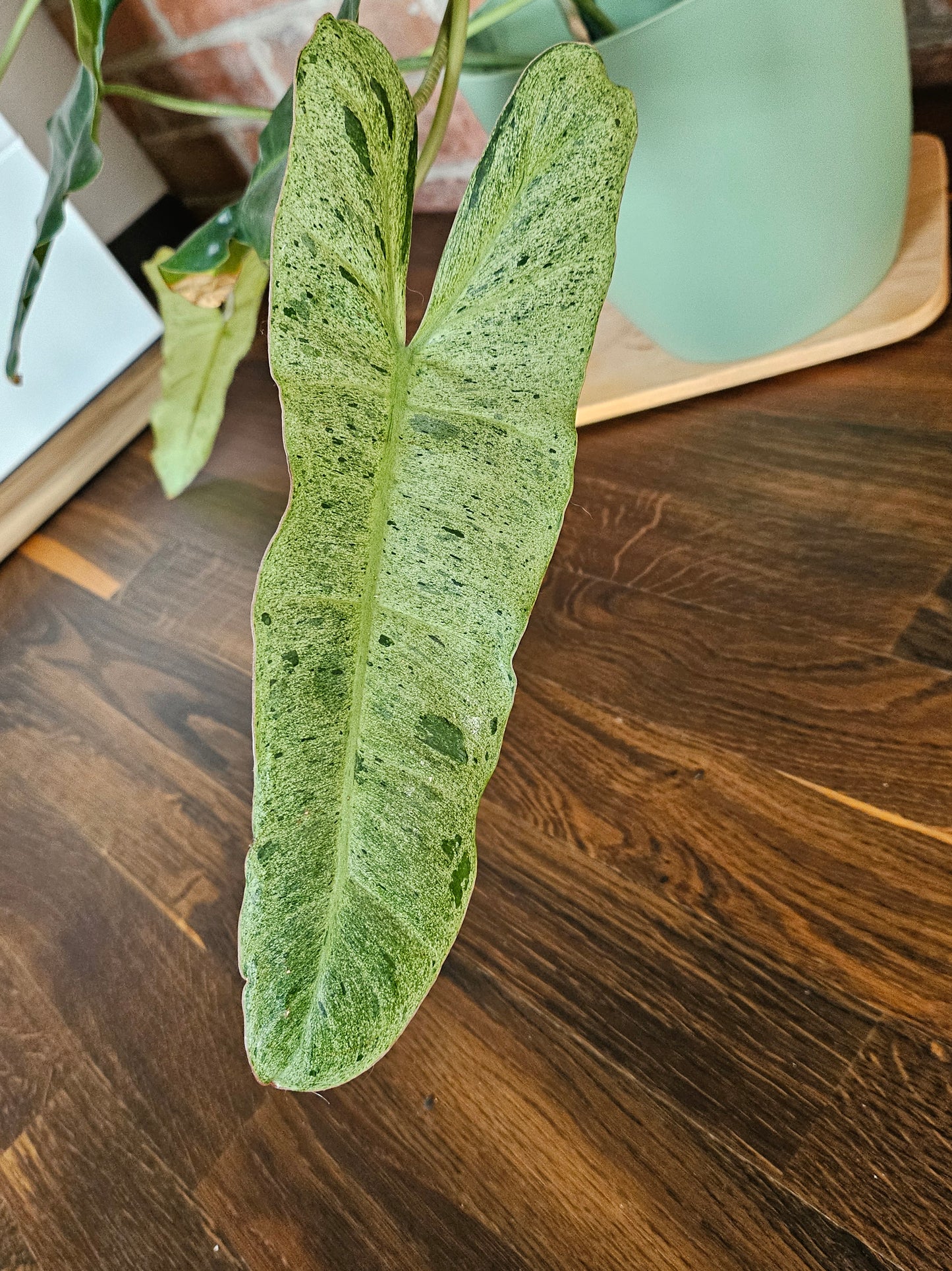 Philodendron paraiso verde Pflanze mit toller Panaschierung