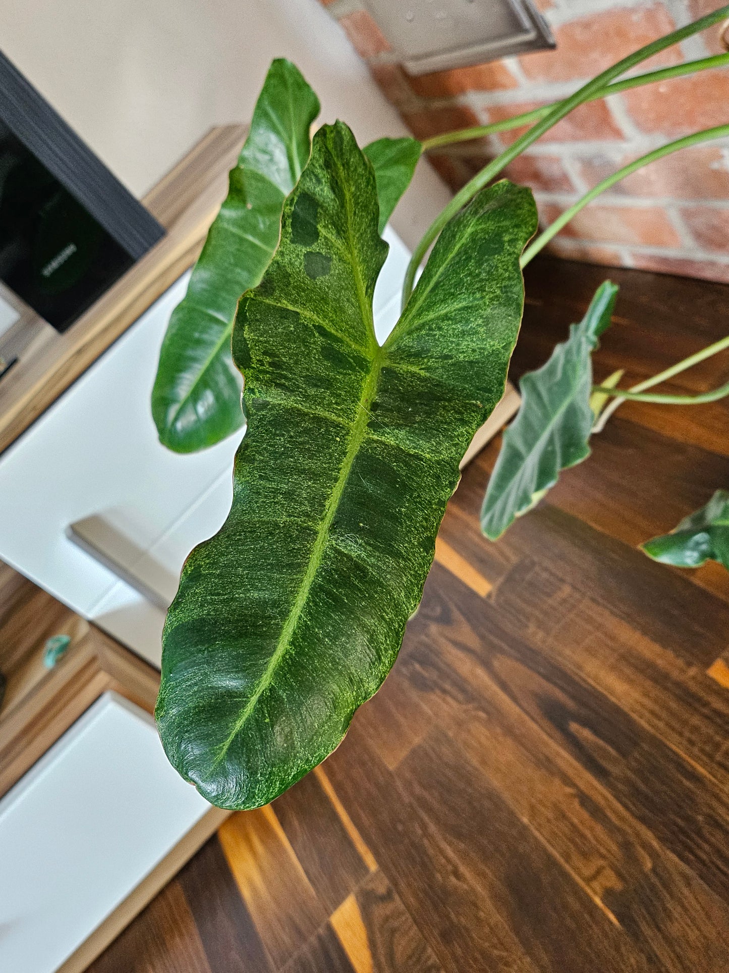 Philodendron paraiso verde Pflanze mit toller Panaschierung
