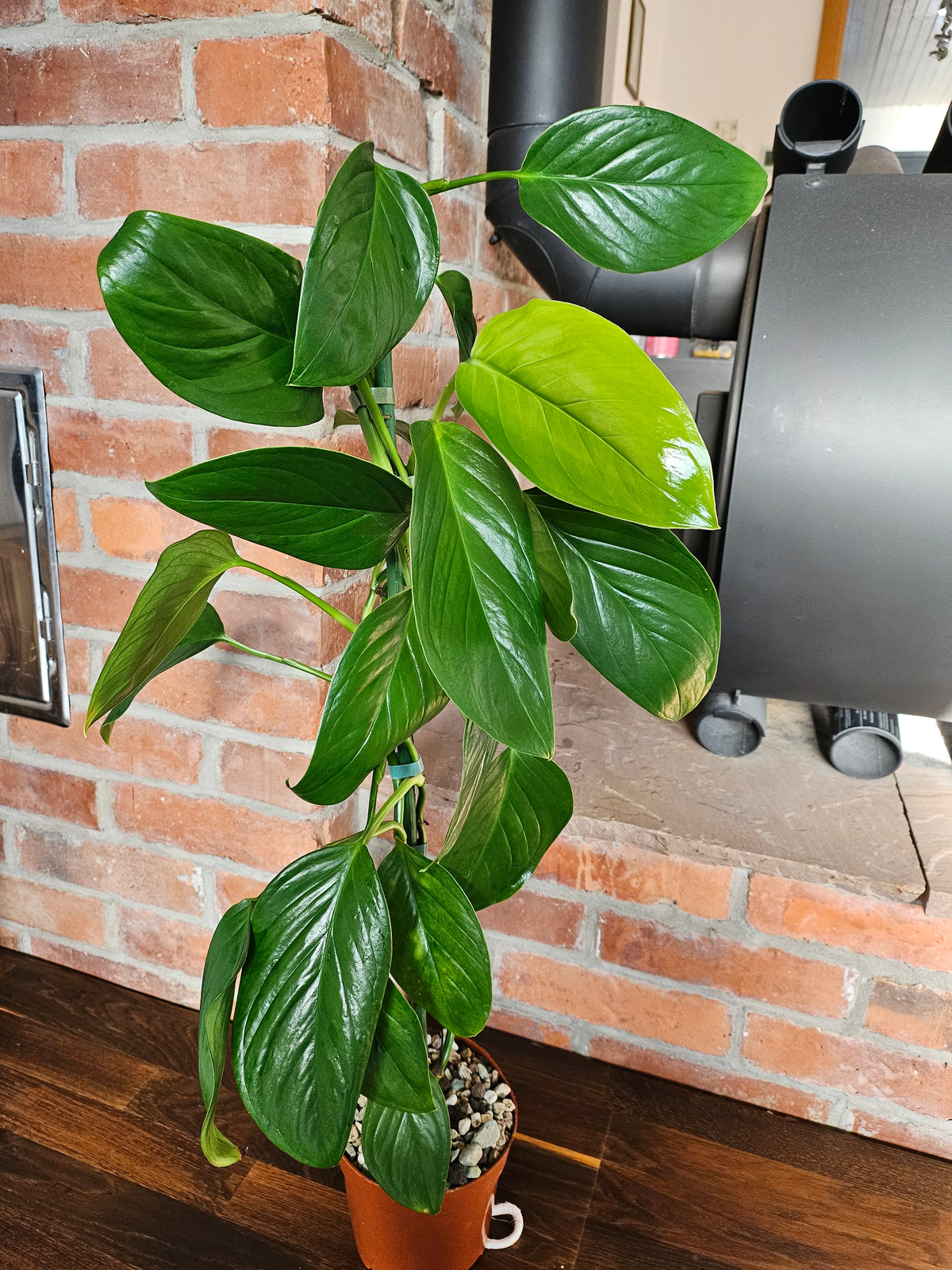 Monstera Lechleriana große Pflanze