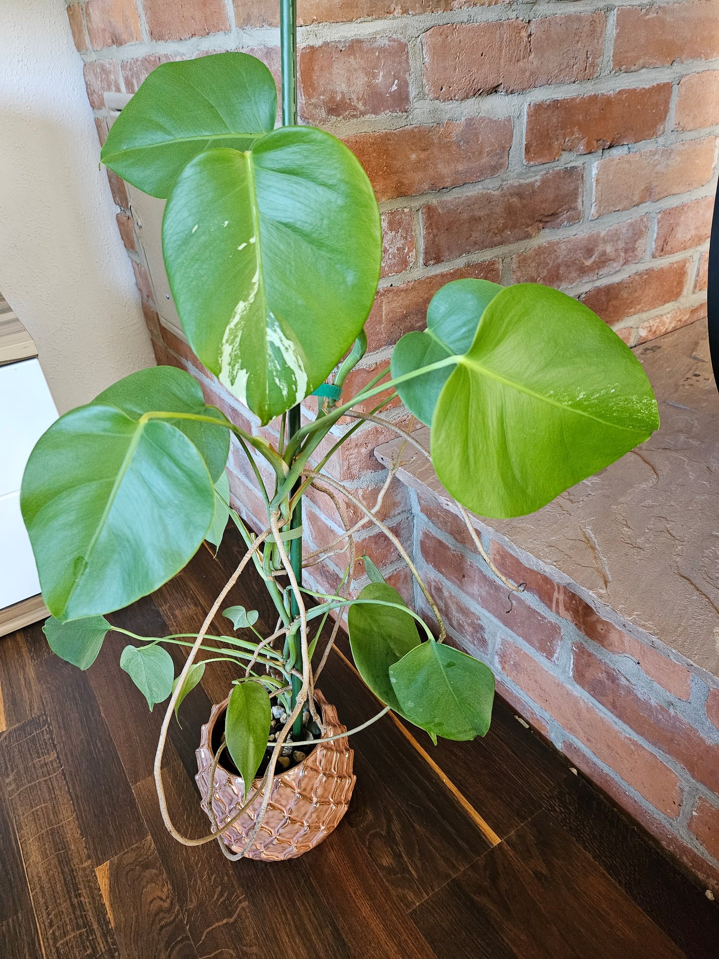 Monstera deliciosa variegata 80cm Pflanze mit wenig Panaschierung