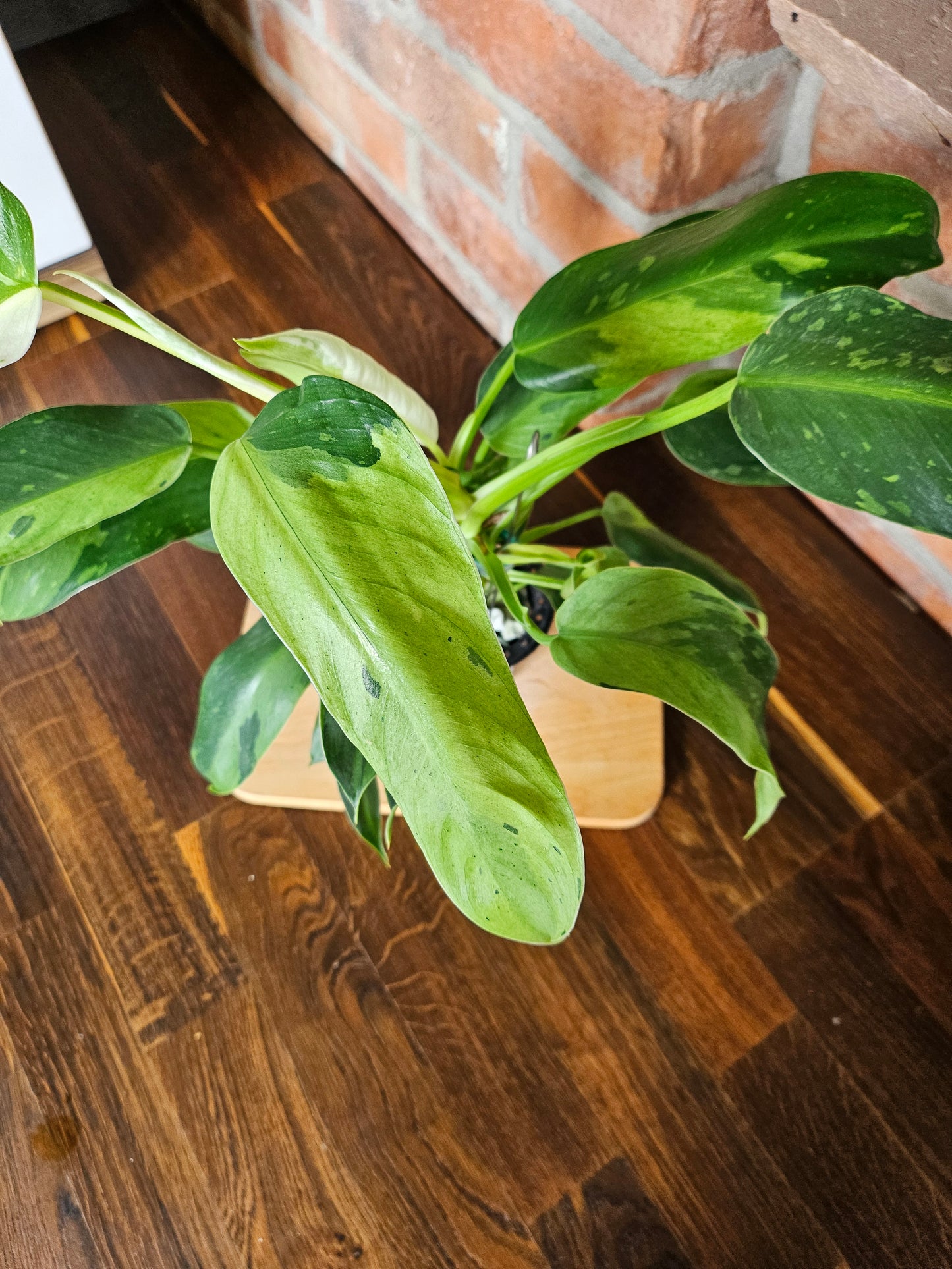 Philodendron Jose Buono Pflanze mit toller Panaschierung