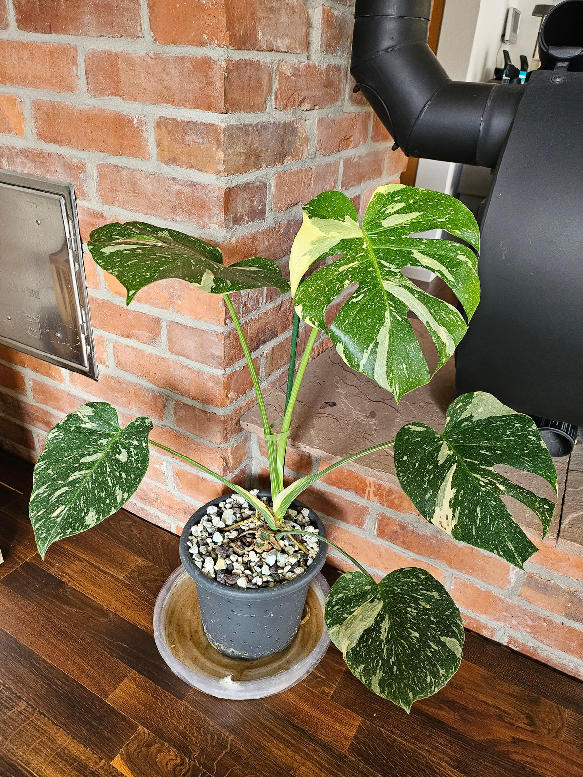 Monstera Thai Constellation Pflanze mit toller Panaschierung