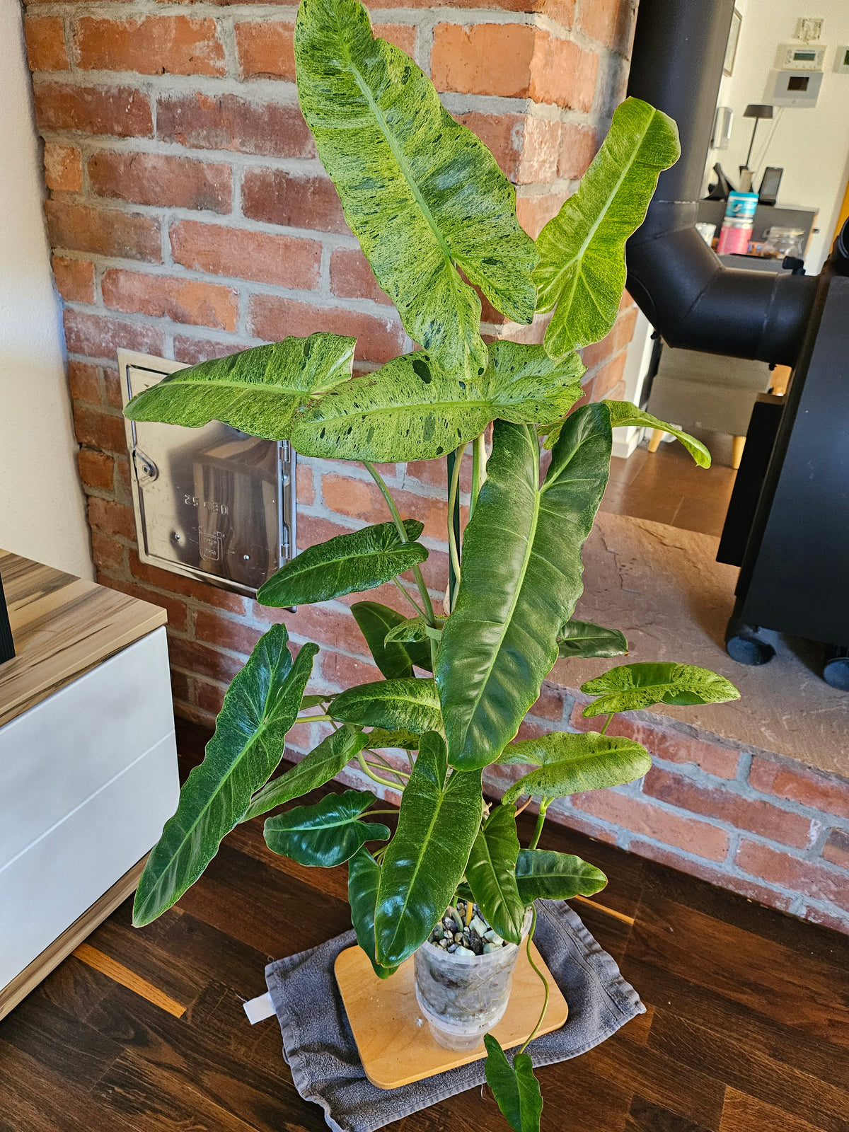 Philodendron paraiso verde Pflanze mit toller Panaschierung