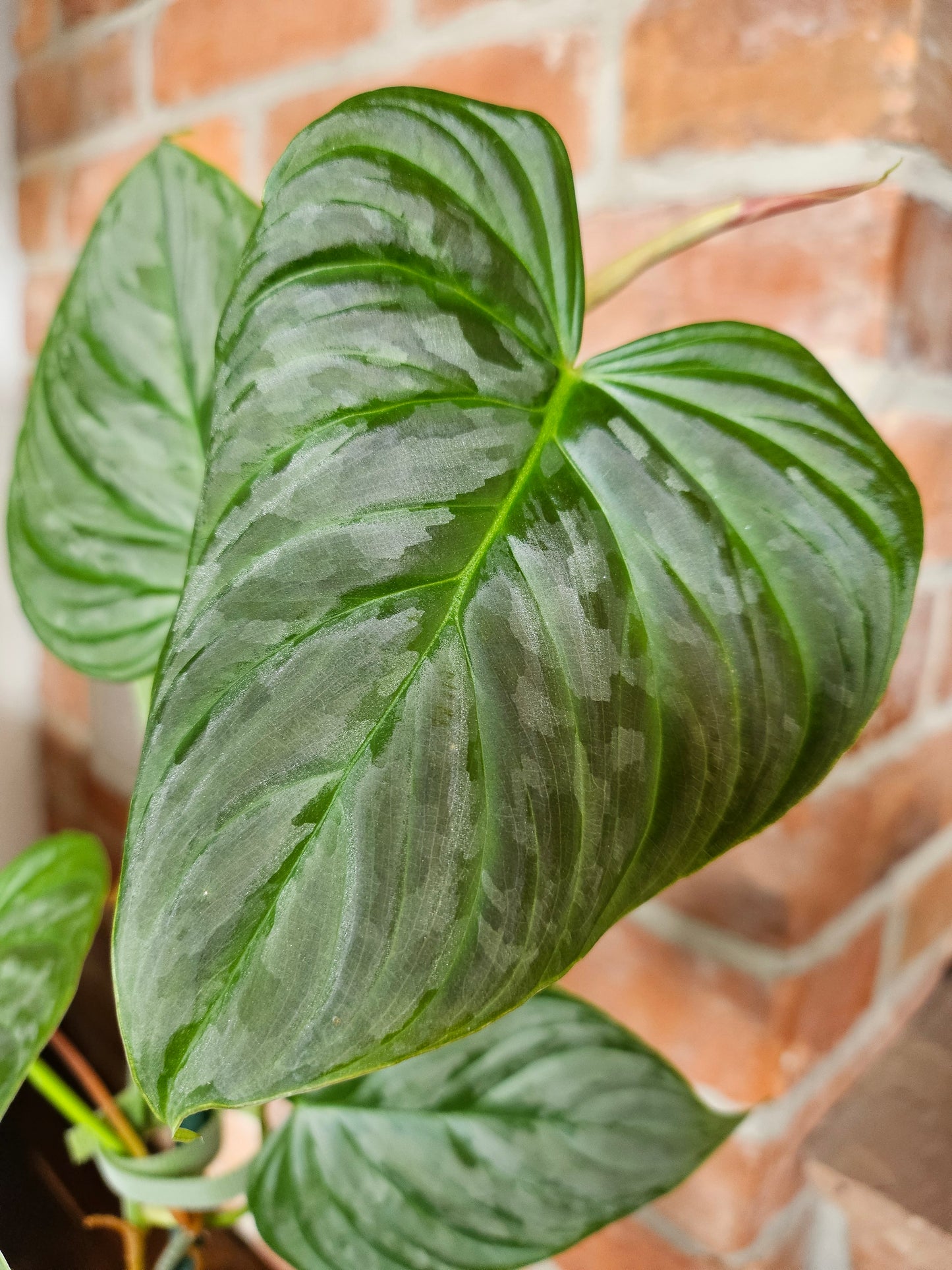 Philodendron Majestic Pflanze
