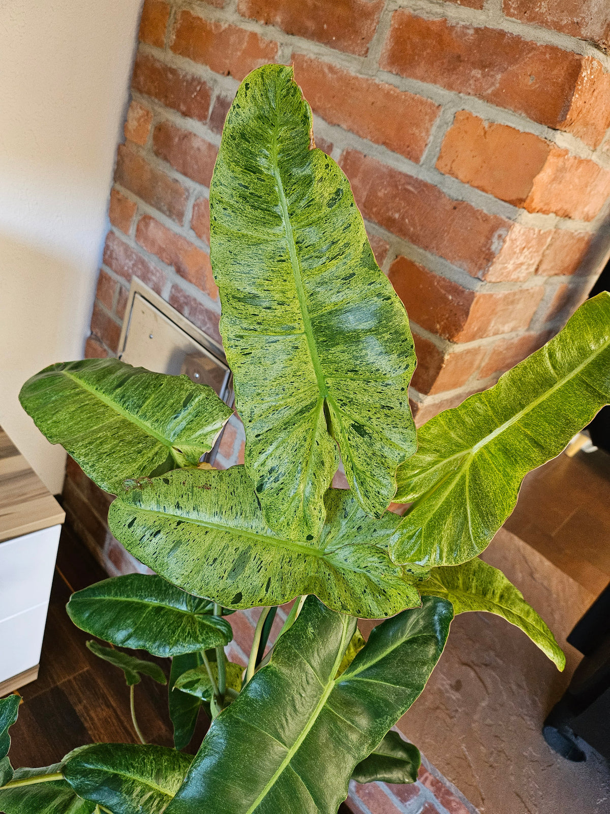 Philodendron paraiso verde Pflanze mit toller Panaschierung