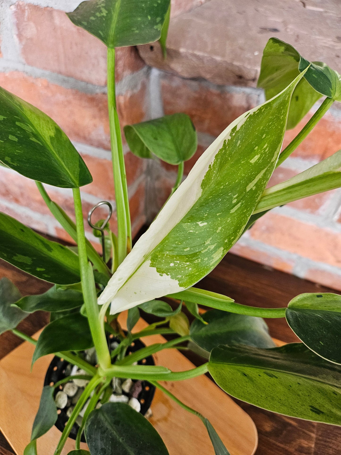 Philodendron Jose Buono Pflanze mit toller Panaschierung