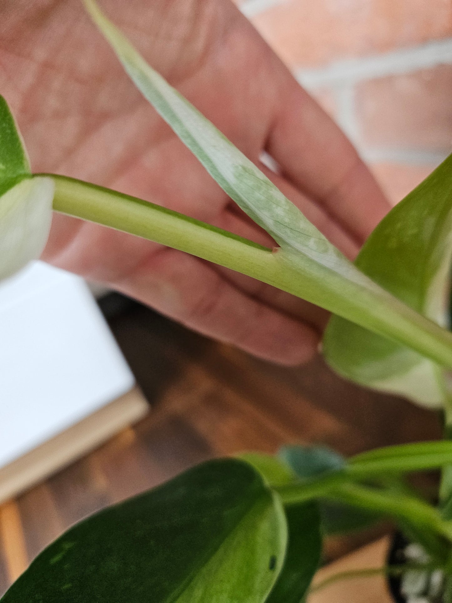 Philodendron Jose Buono Pflanze mit toller Panaschierung