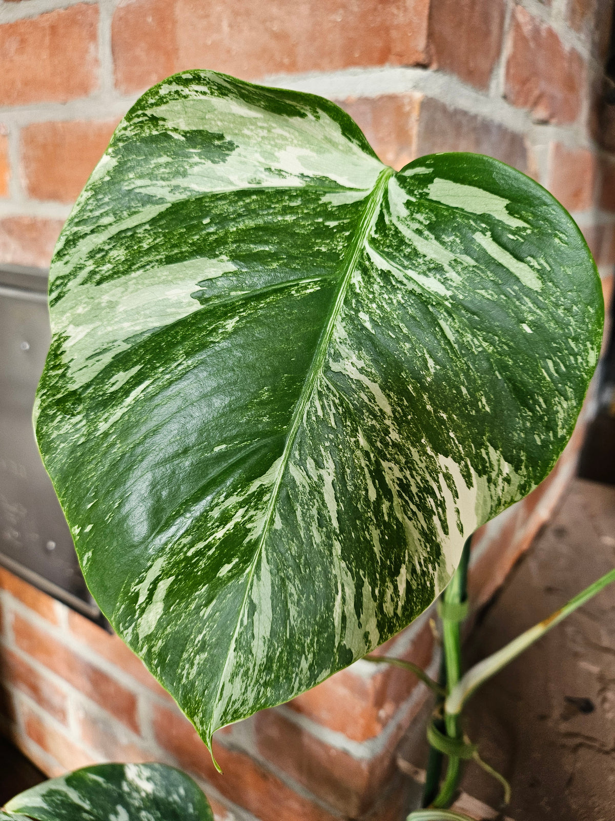 Monstera deliciosa variegata Pflanze
