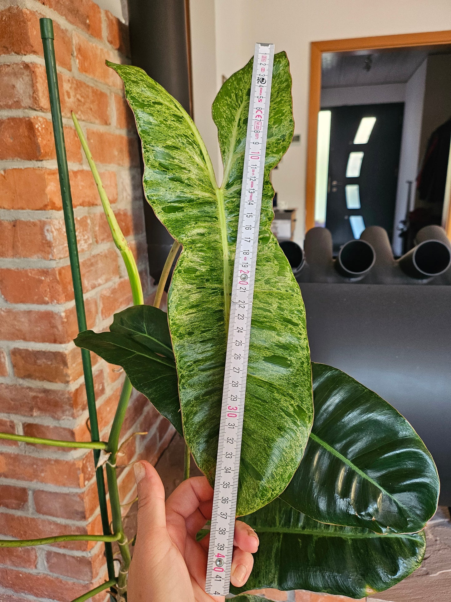 Philodendron paraiso verde XXL 120cm mit wunderschöner Panaschierung Pflanze