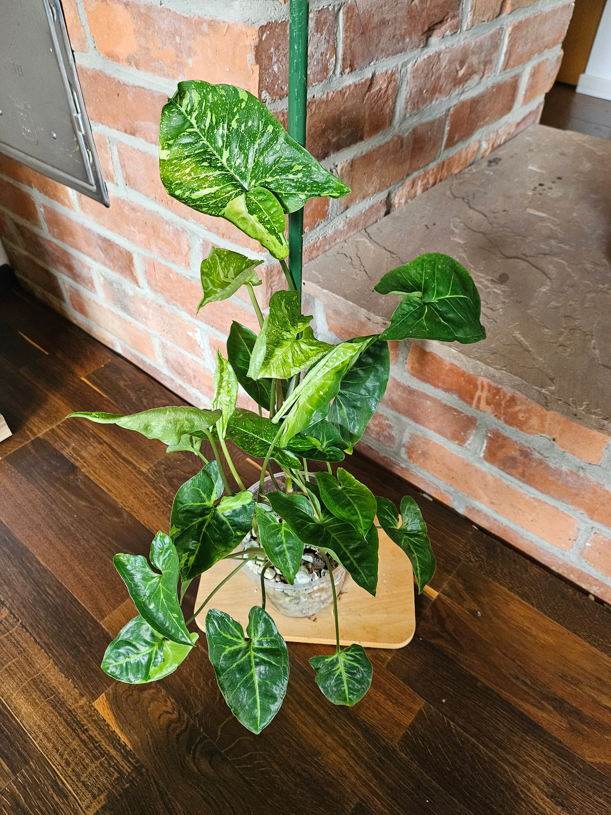 Syngonium Panda Pflanze