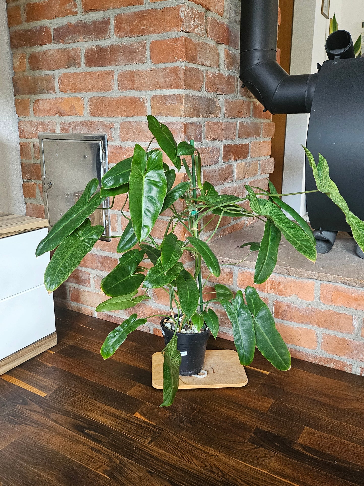 Philodendron paraiso verde große Pflanze