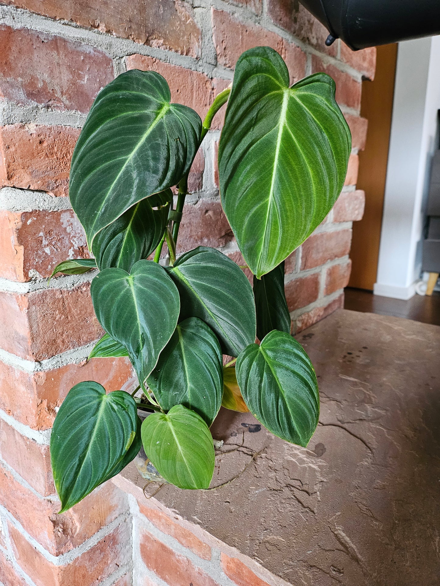 Philodendron Glorious Pflanze
