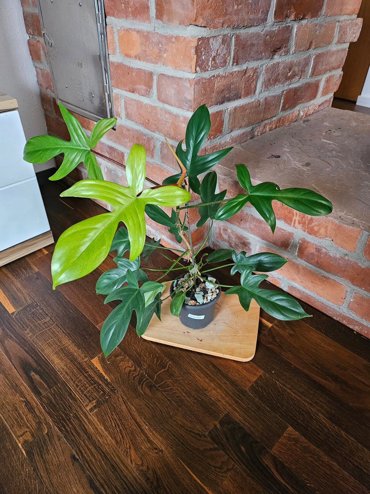 Philodendron florida ghost Pflanze