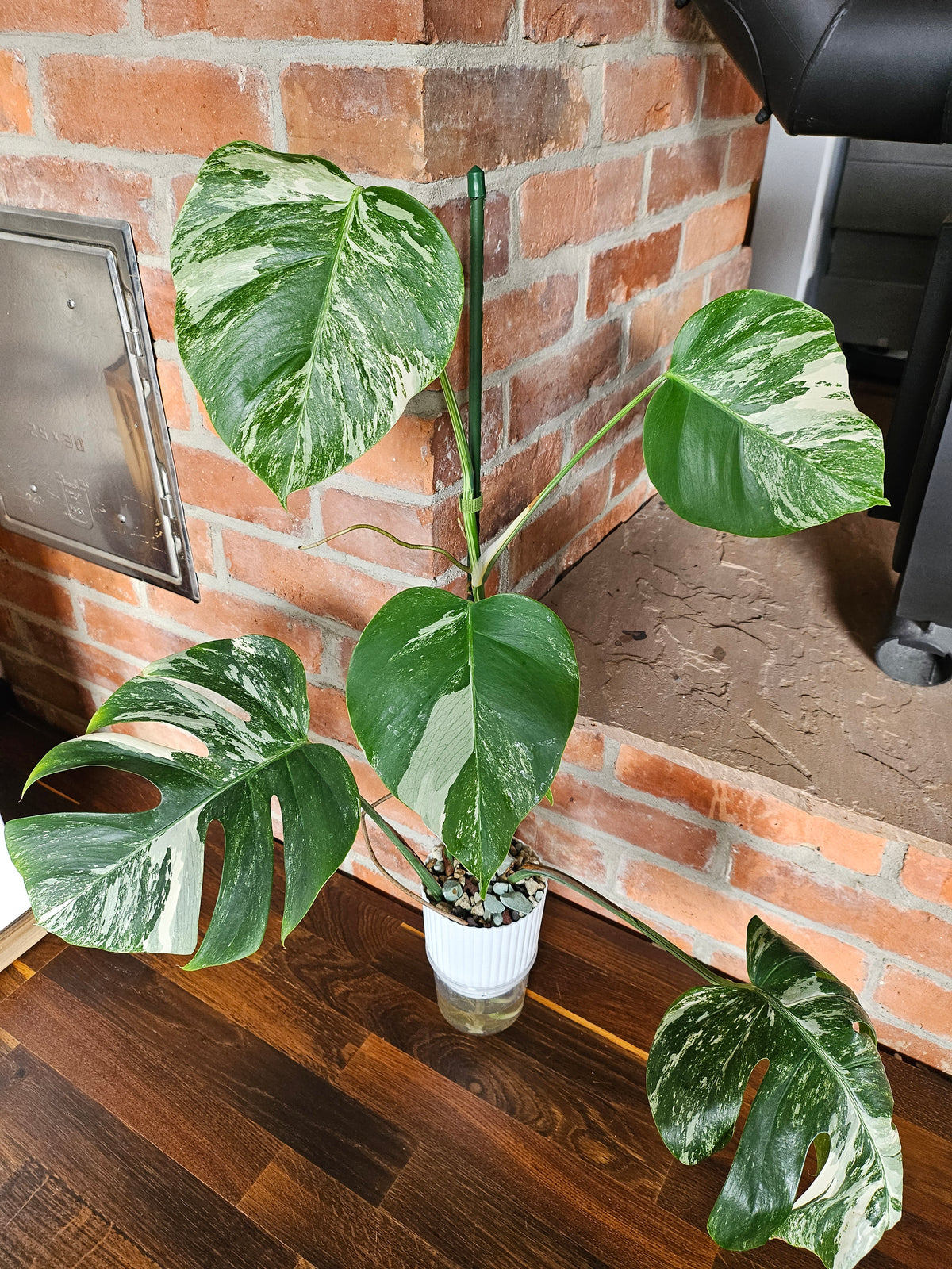 Monstera deliciosa variegata Pflanze