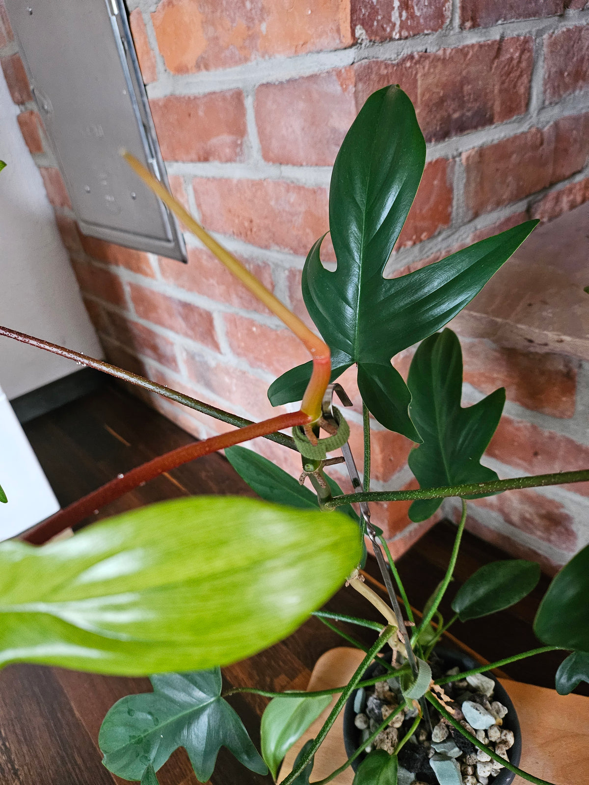 Philodendron florida ghost Pflanze