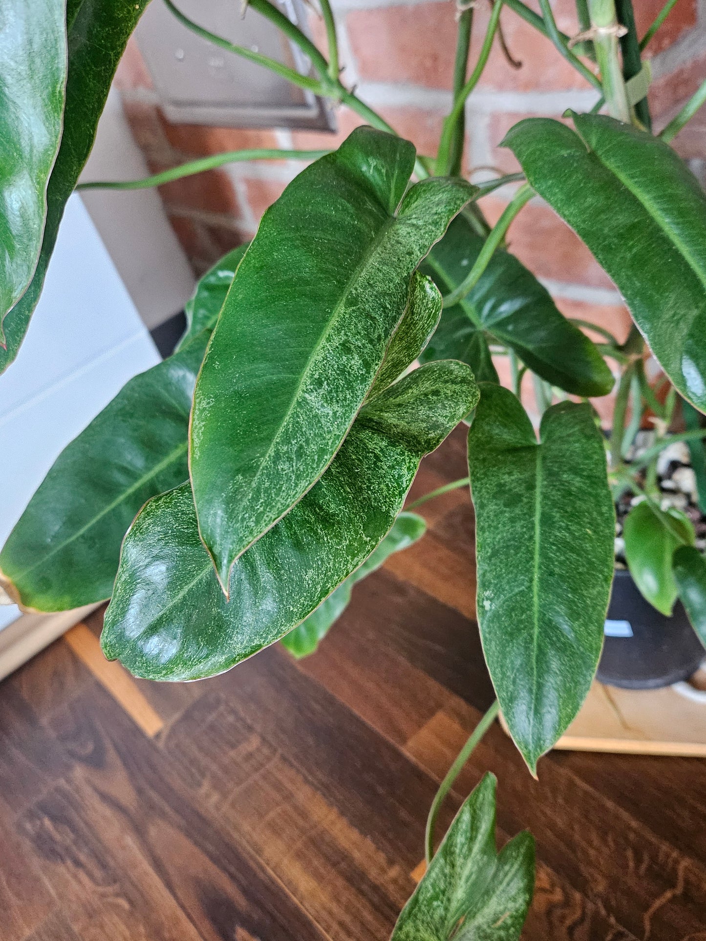 Philodendron paraiso verde große Pflanze