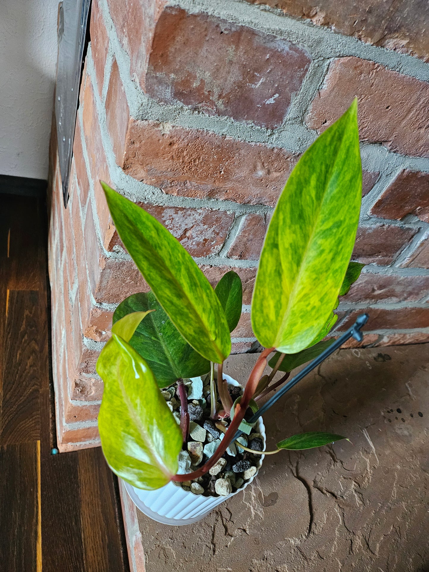 Philodendron painted Lady Pflanze