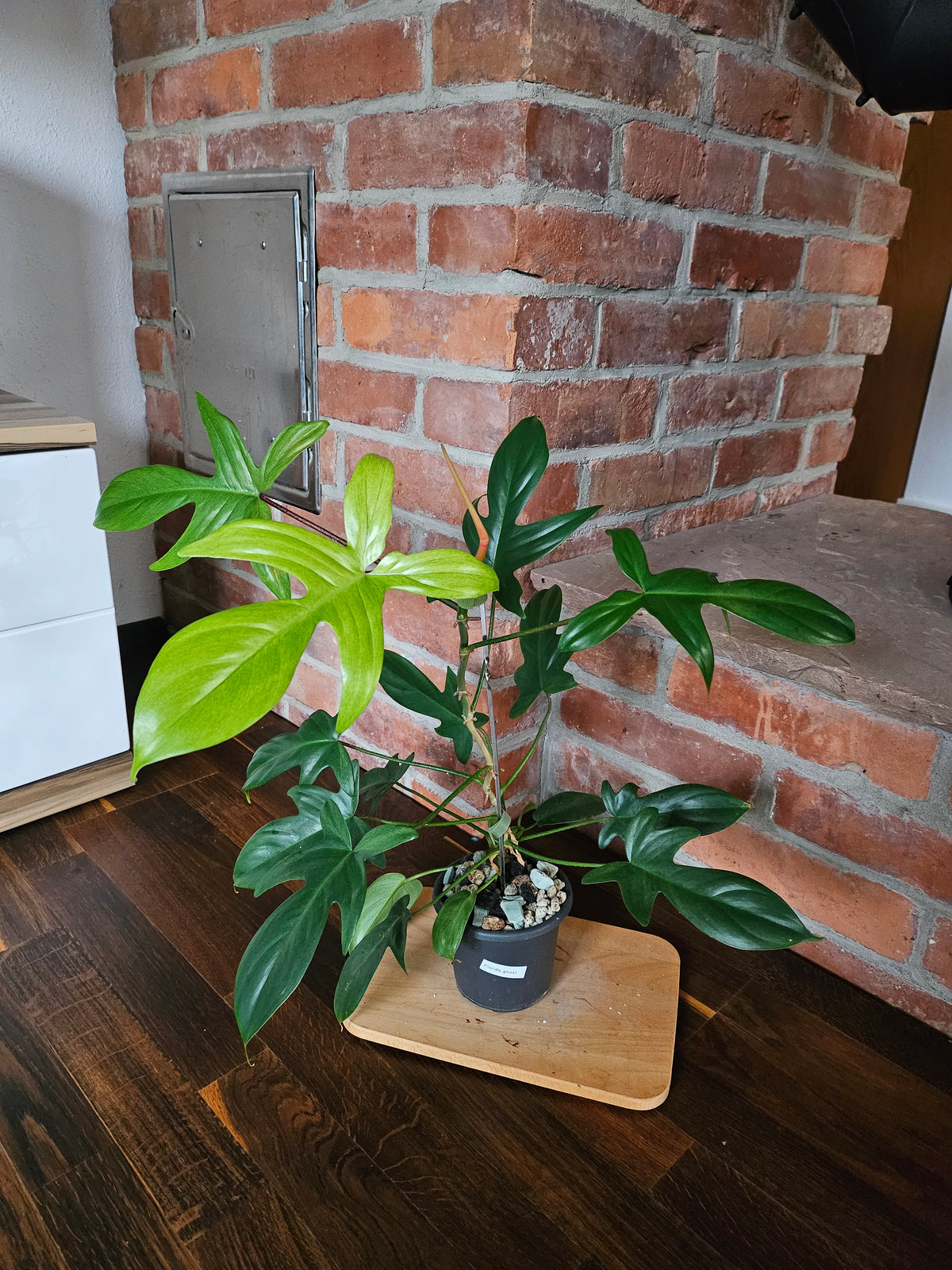 Philodendron florida ghost Pflanze