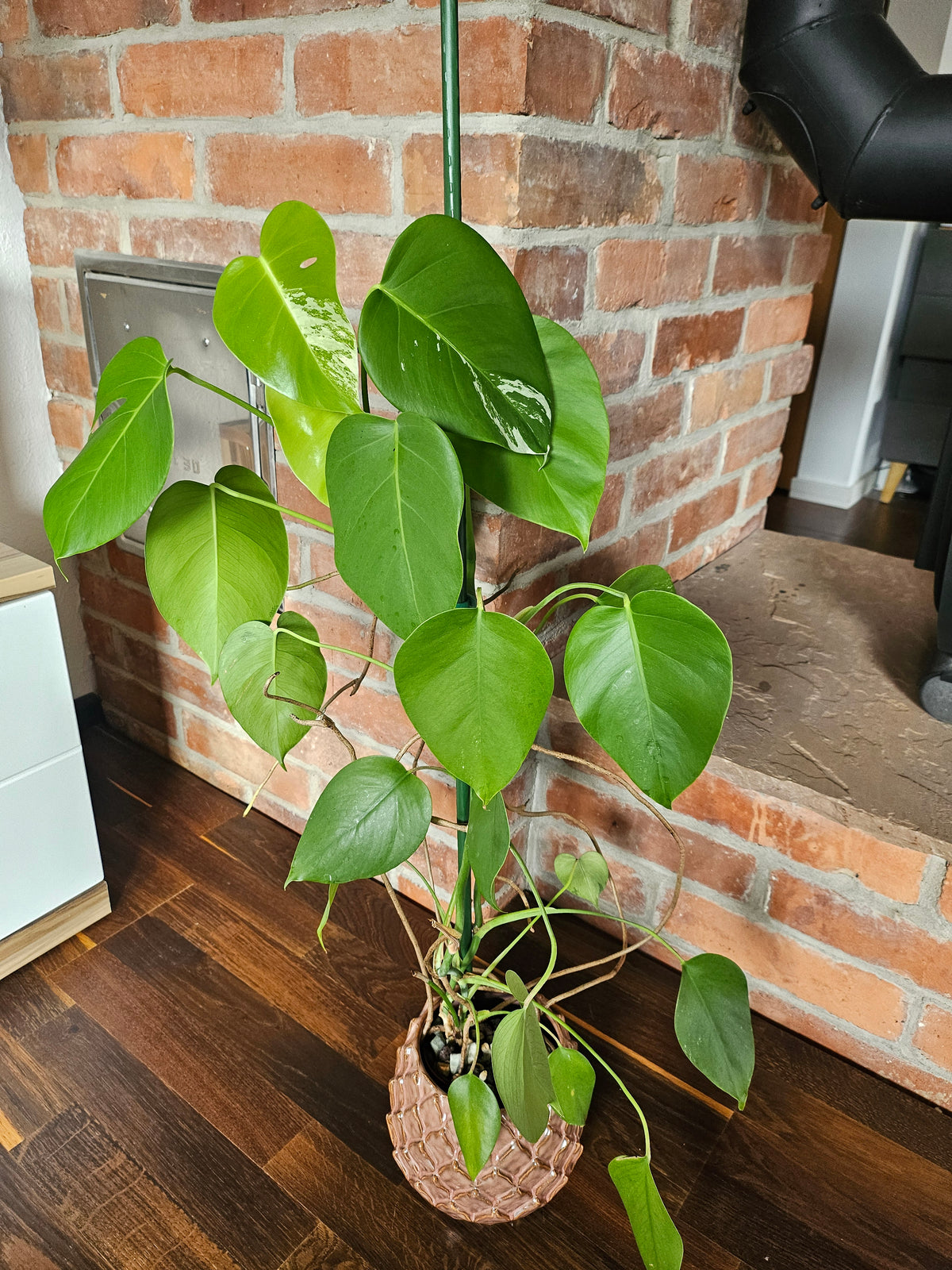 Monstera deliciosa variegata Pflanze