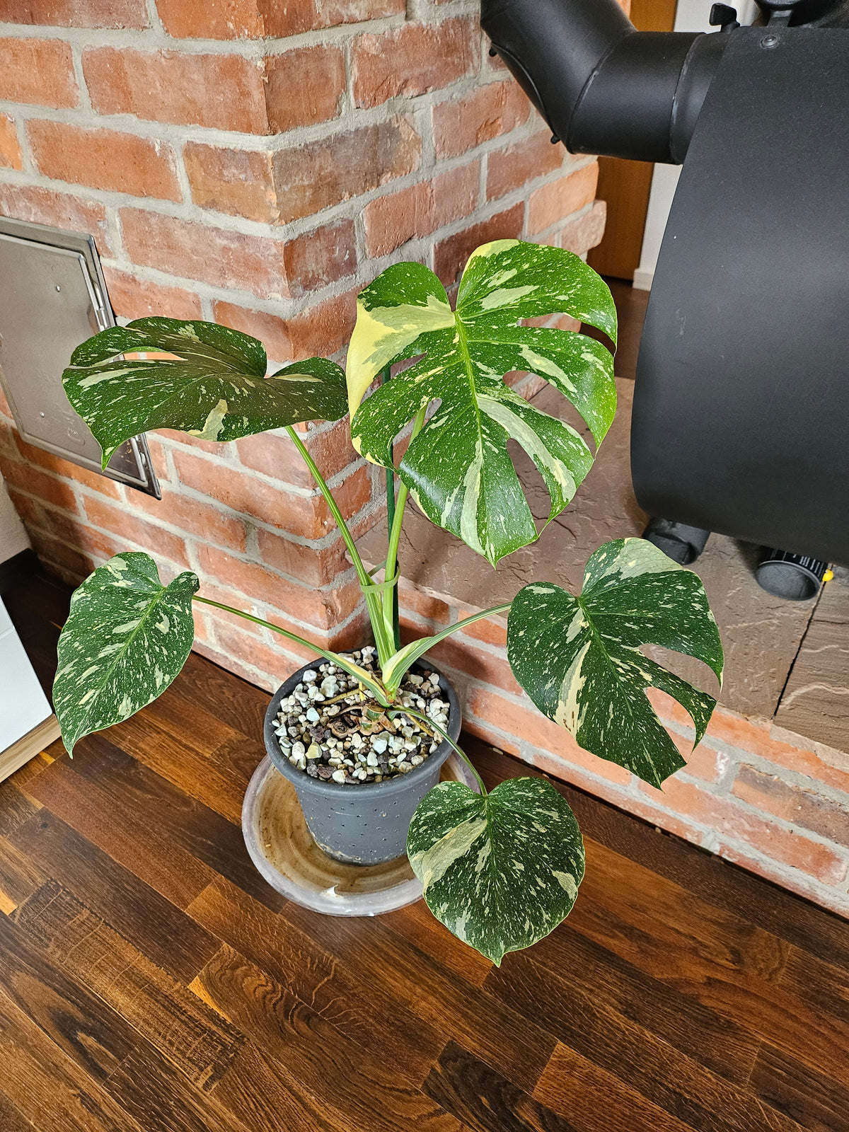 Monstera Thai Constellation Pflanze mit toller Panaschierung