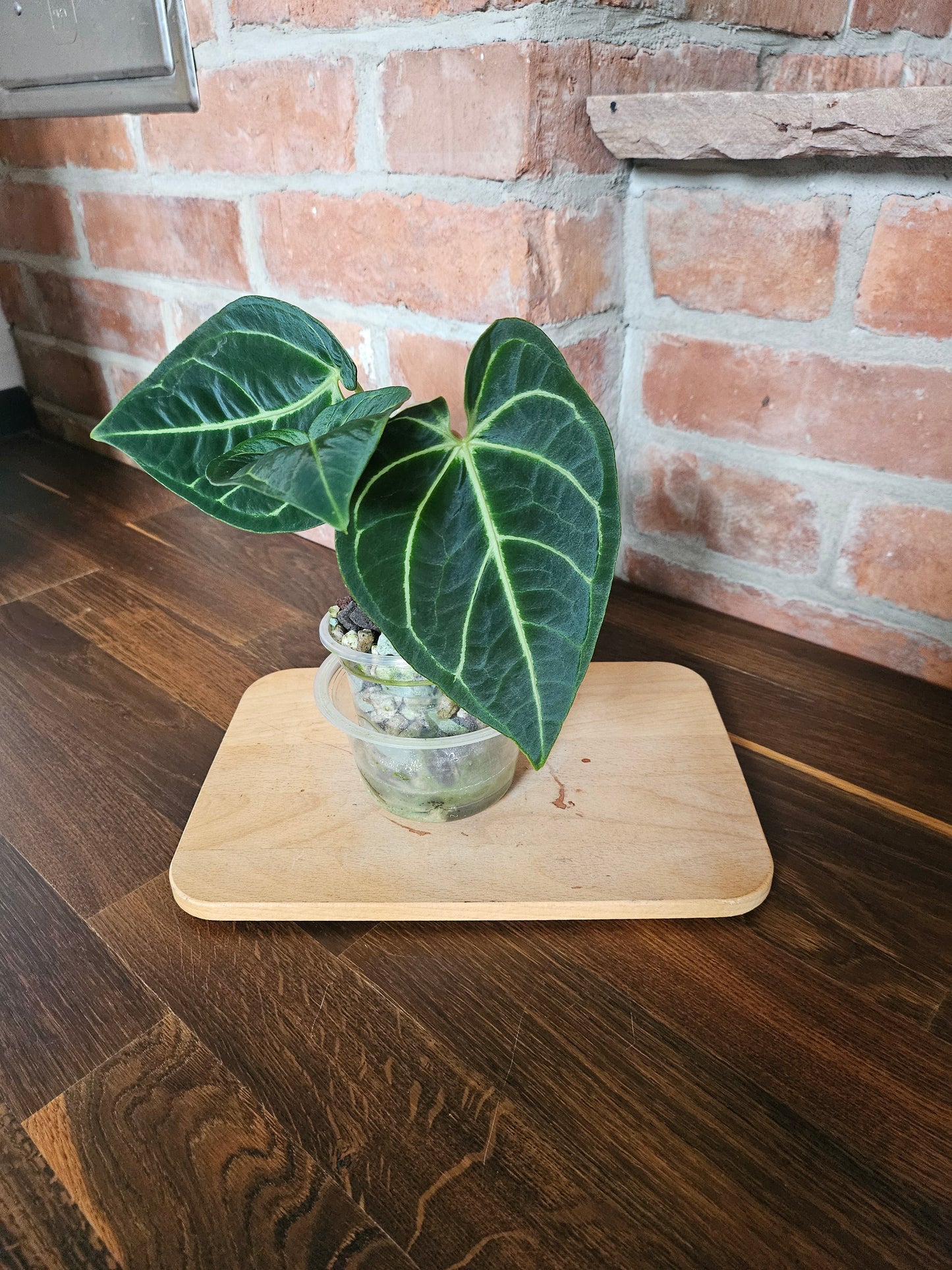 Anthurium Regale Pflanze