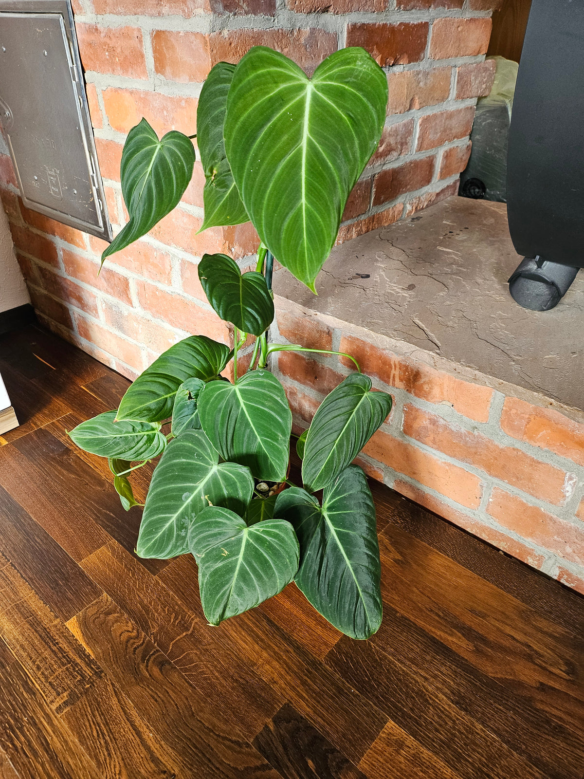Philodendron Glorious große Pflanze