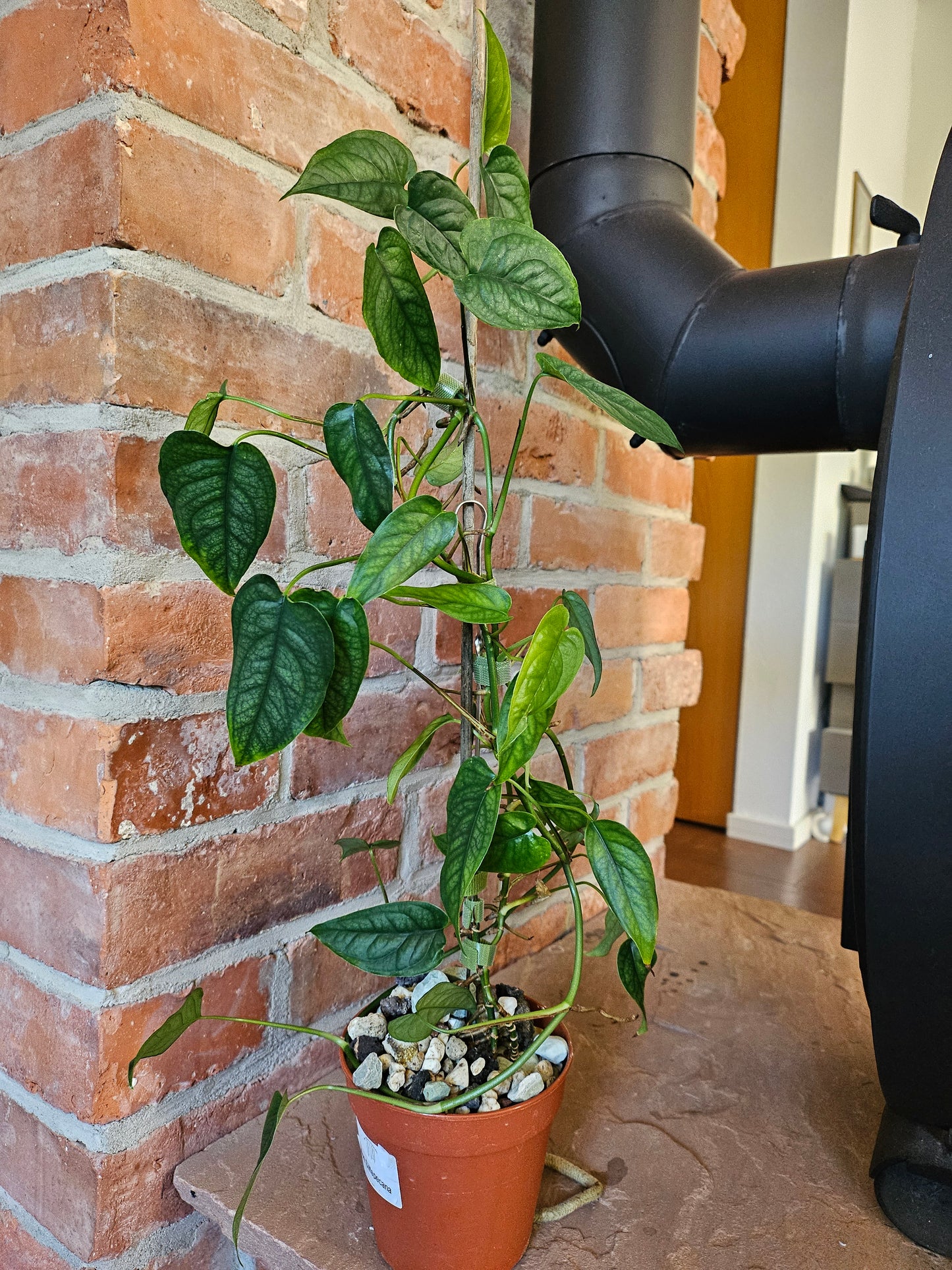 Monstera Siltepecana Pflanze