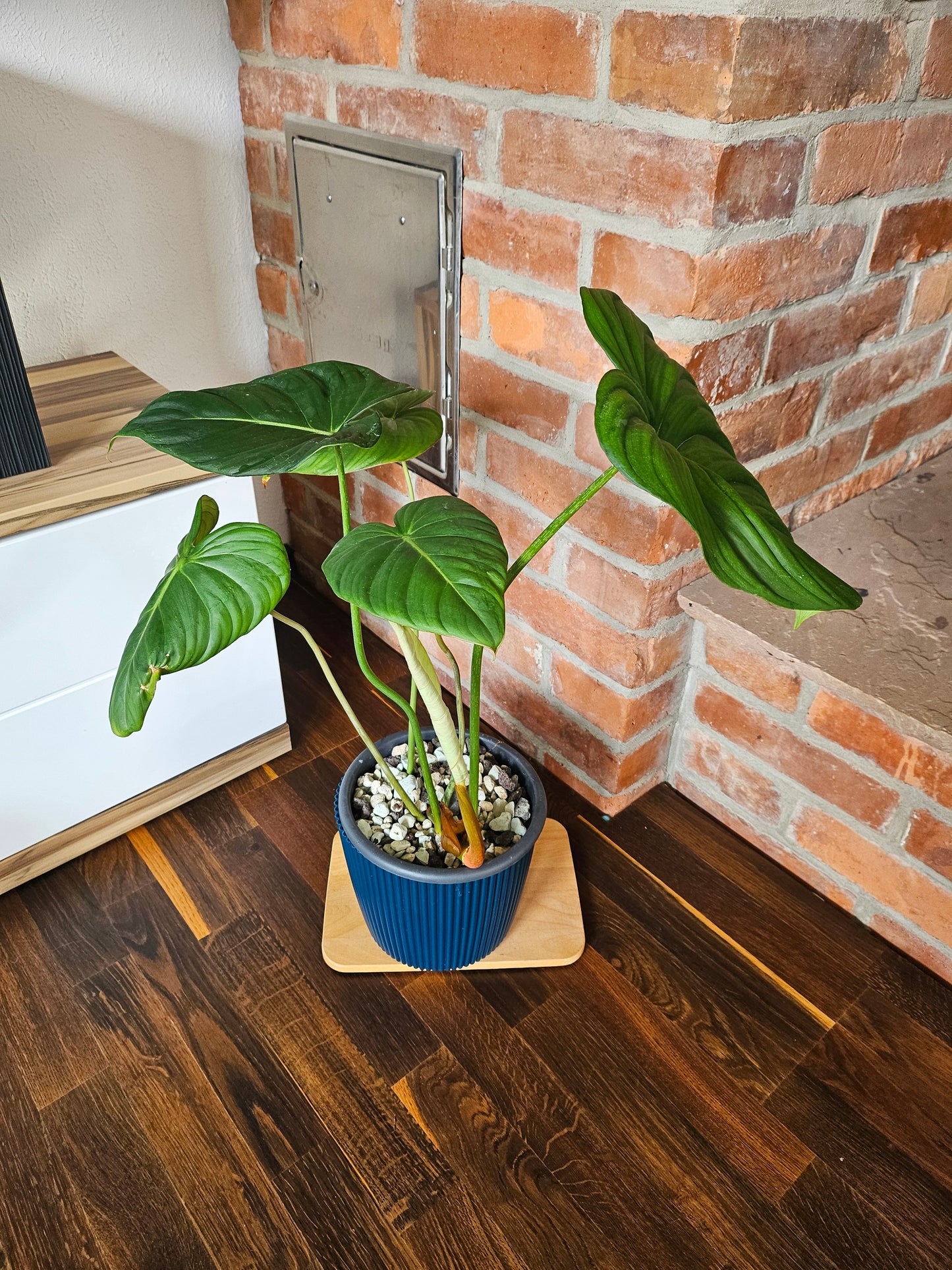 Philodendron Pastazanum Pflanze