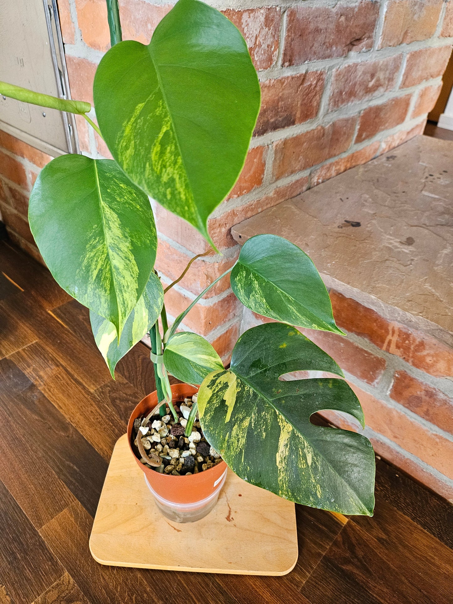 Monstera deliciosa aurea variegata Pflanze mit toller Panaschierung