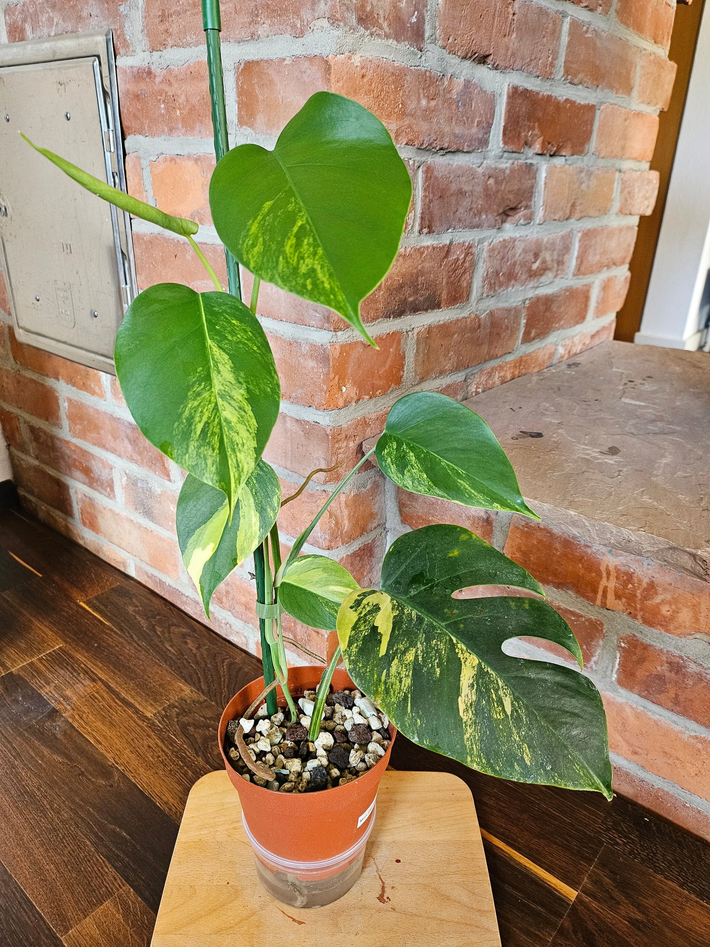 Monstera deliciosa aurea variegata Pflanze mit toller Panaschierung