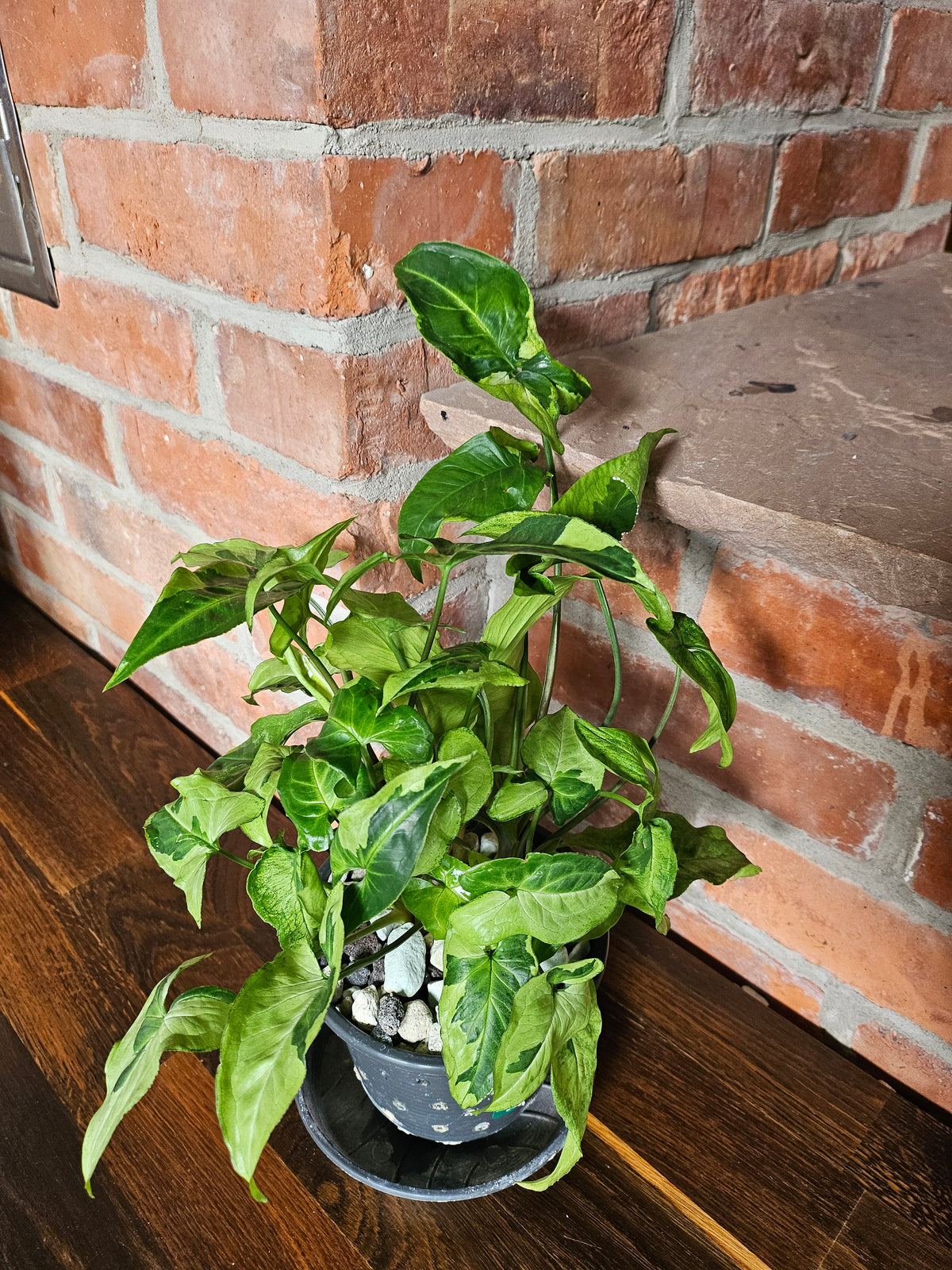 Syngonium three kings Pflanze mit toller Blattzeichnung
