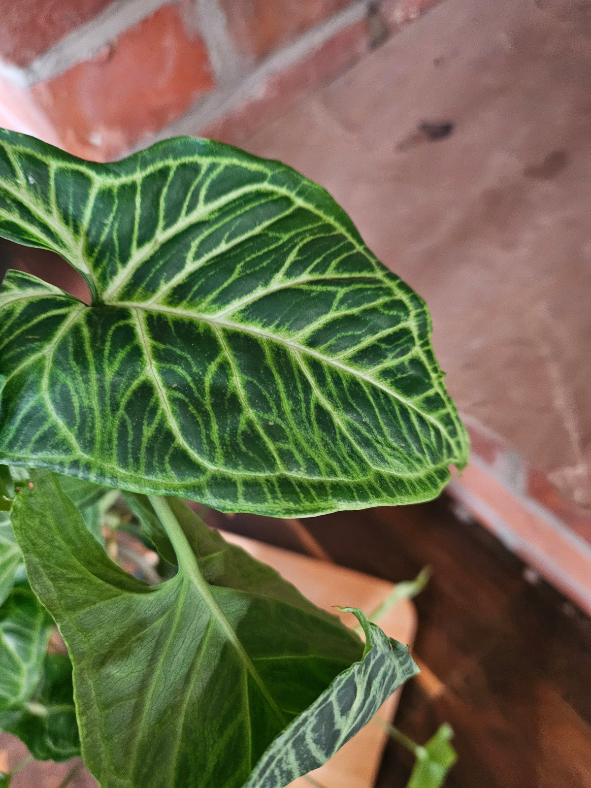 Syngonium Batik Pflanze