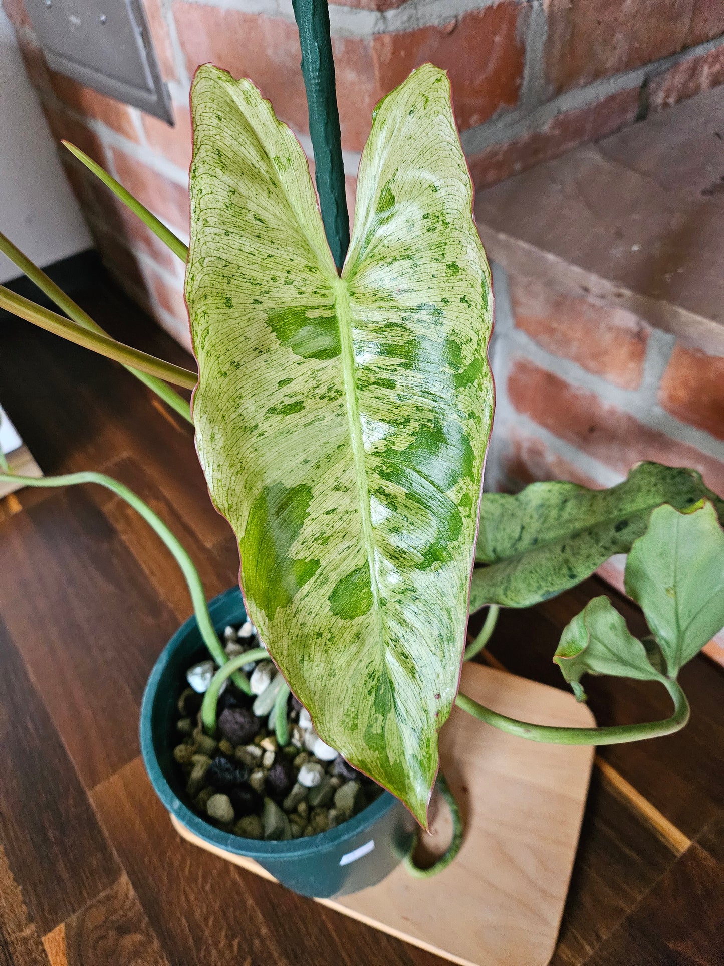 Philodendron paraiso verde Pflanze mit toller Panaschierung