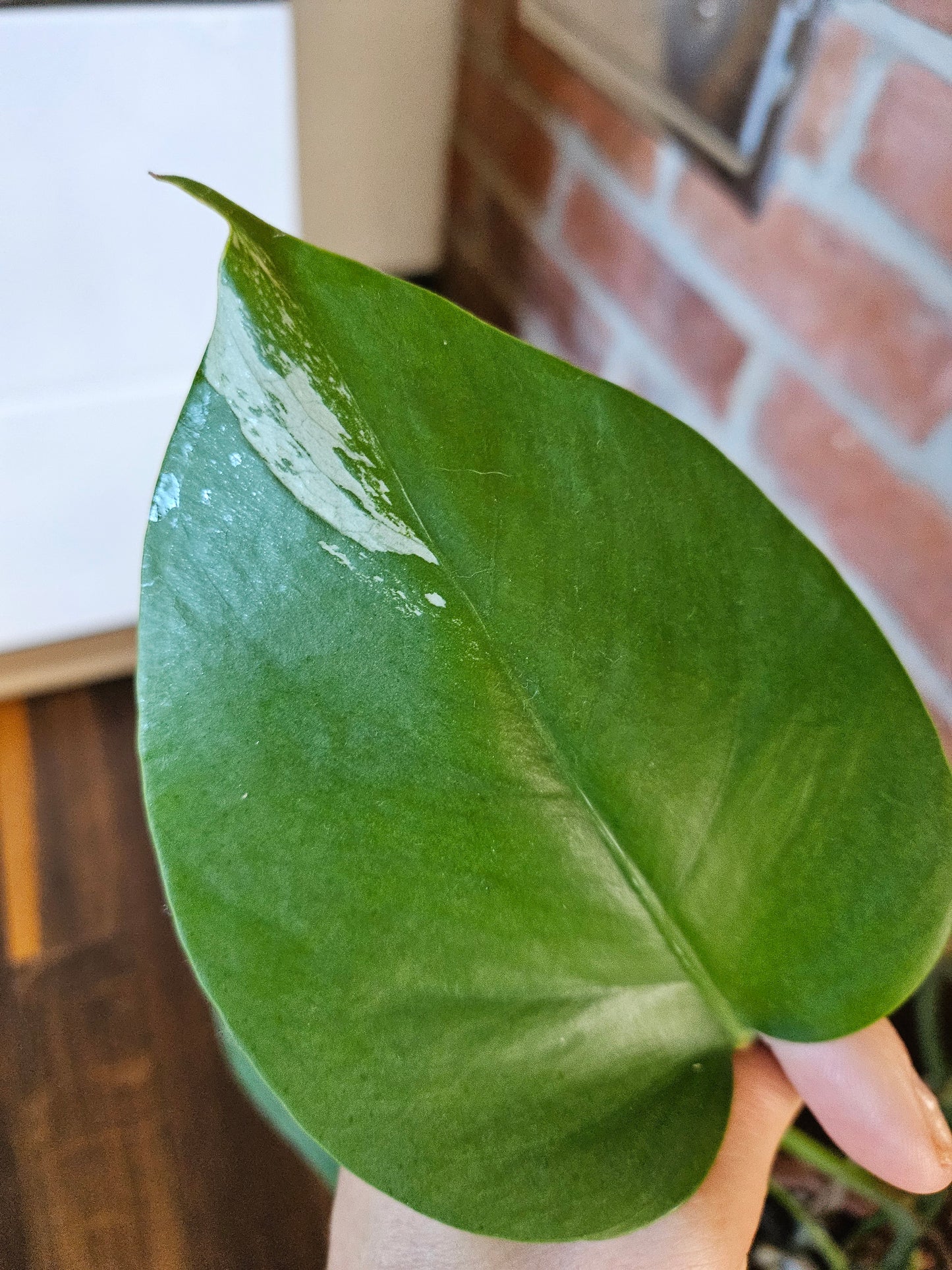 Monstera deliciosa variegata 80cm Pflanze mit wenig Panaschierung