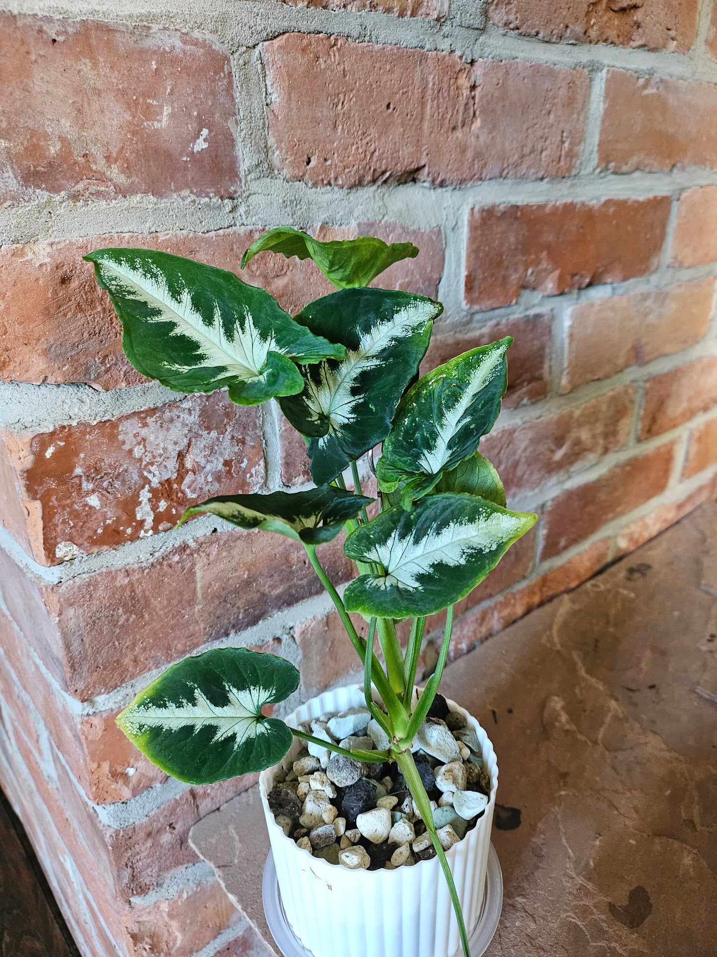 Syngonium scrambled eggs vergrünt mit wenig Panaschierung Pflanze