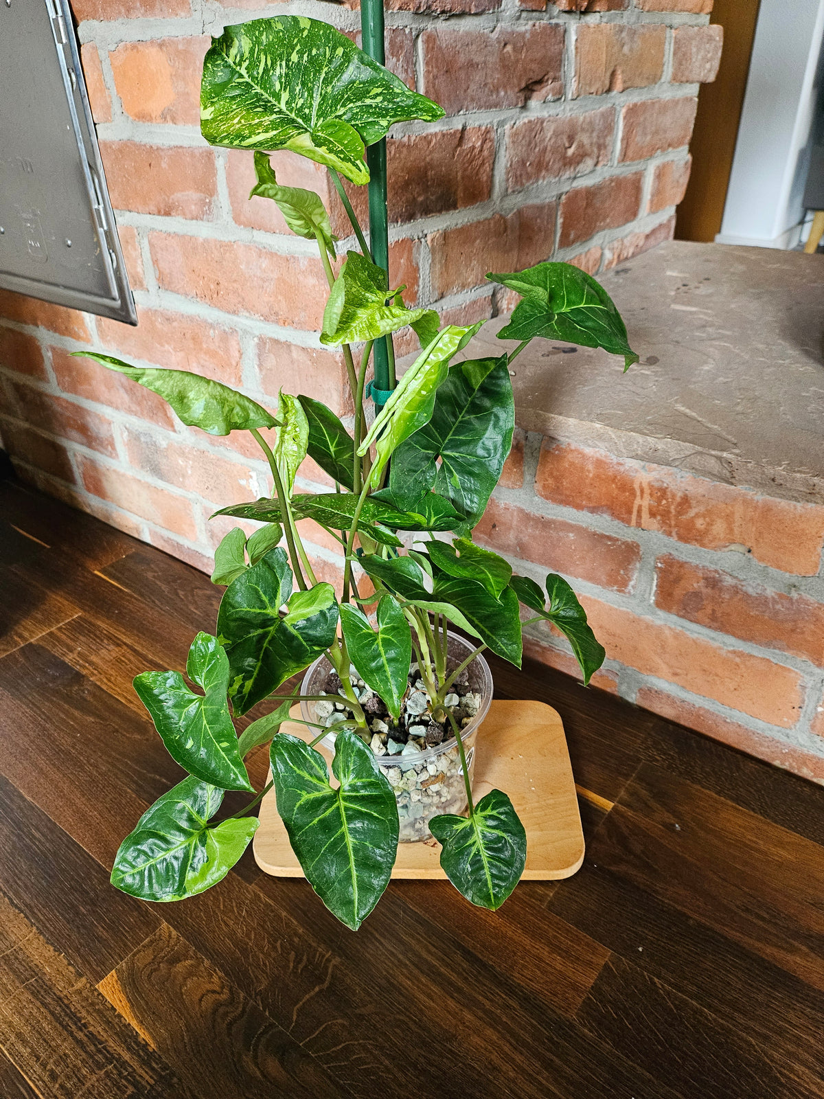 Syngonium Panda Pflanze