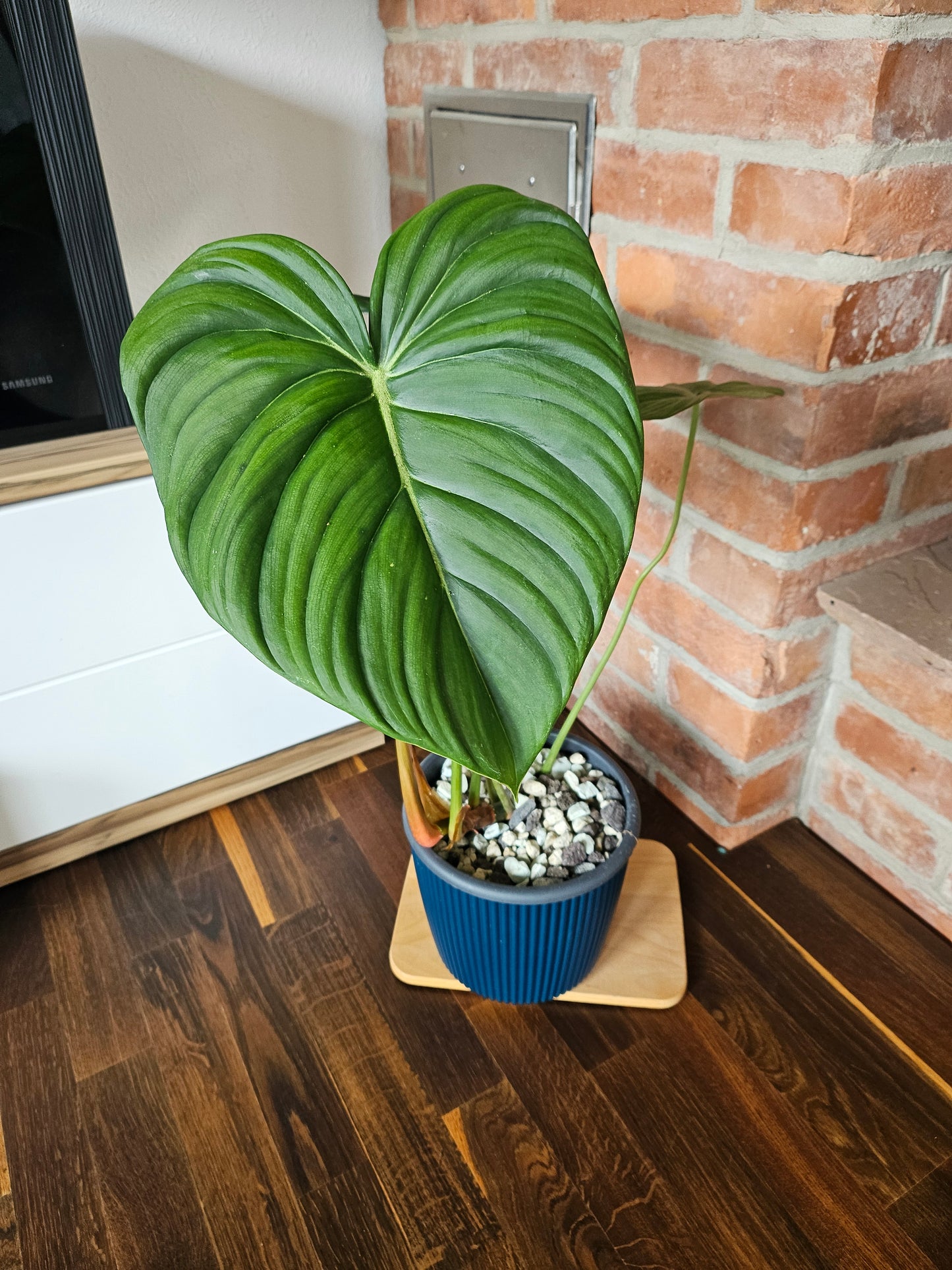 Philodendron Pastazanum Pflanze