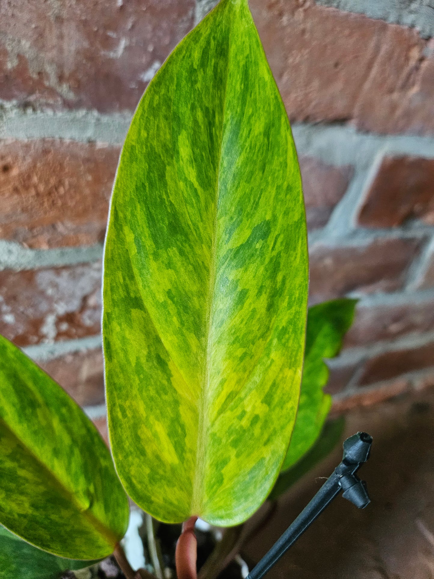 Philodendron painted Lady Pflanze