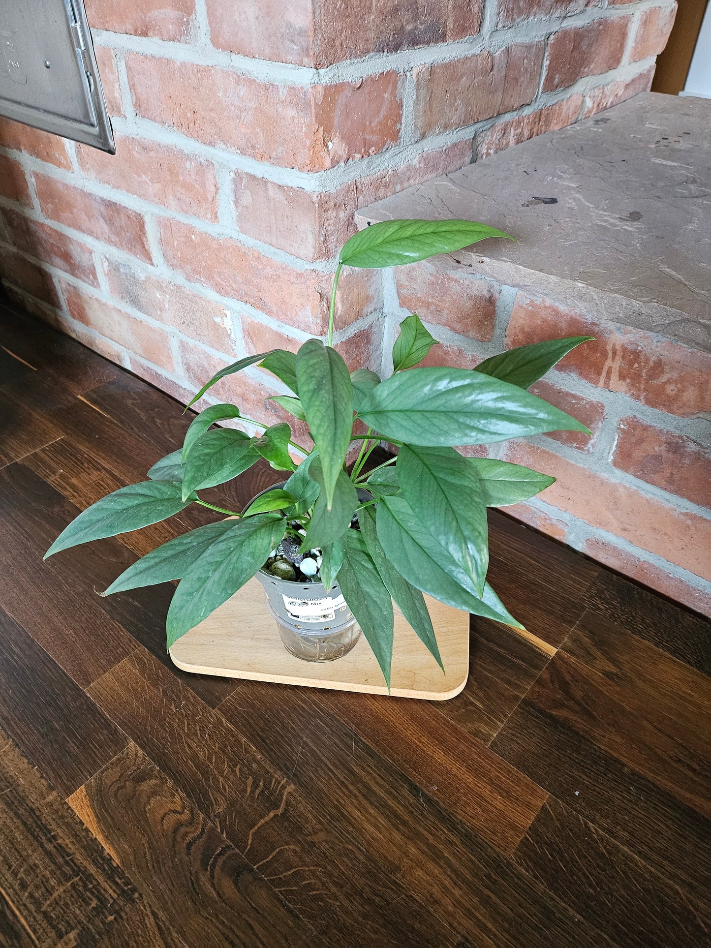Epipremnum cebu blue Pflanze