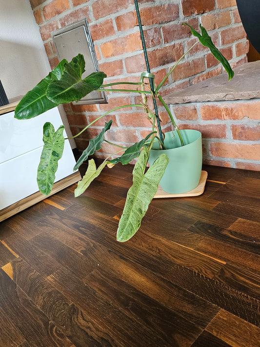 Philodendron paraiso verde Pflanze mit toller Panaschierung