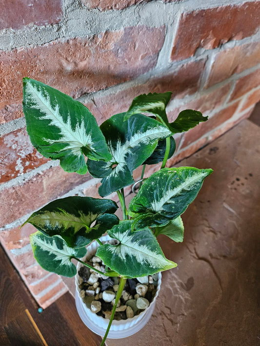 Syngonium scrambled eggs vergrünt mit wenig Panaschierung Pflanze