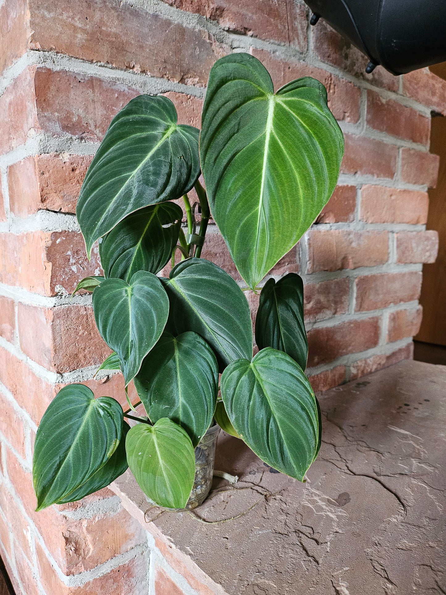Philodendron Glorious Pflanze
