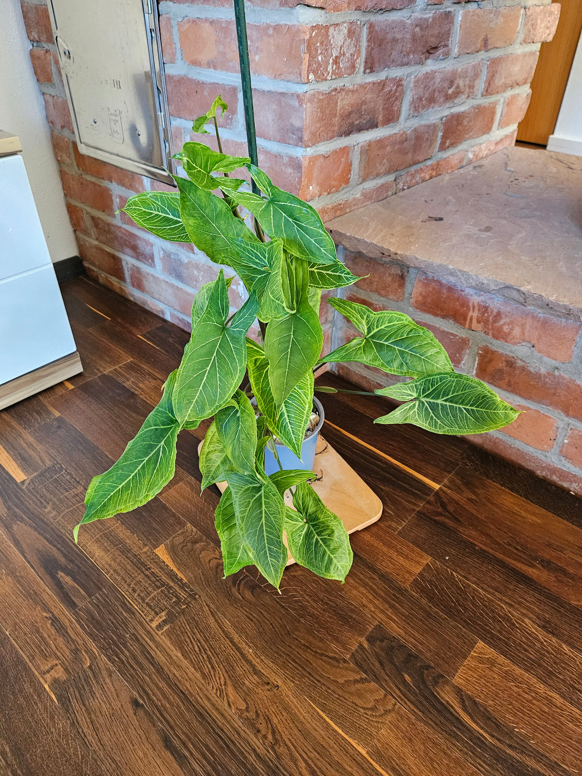 Syngonium Batik Pflanze