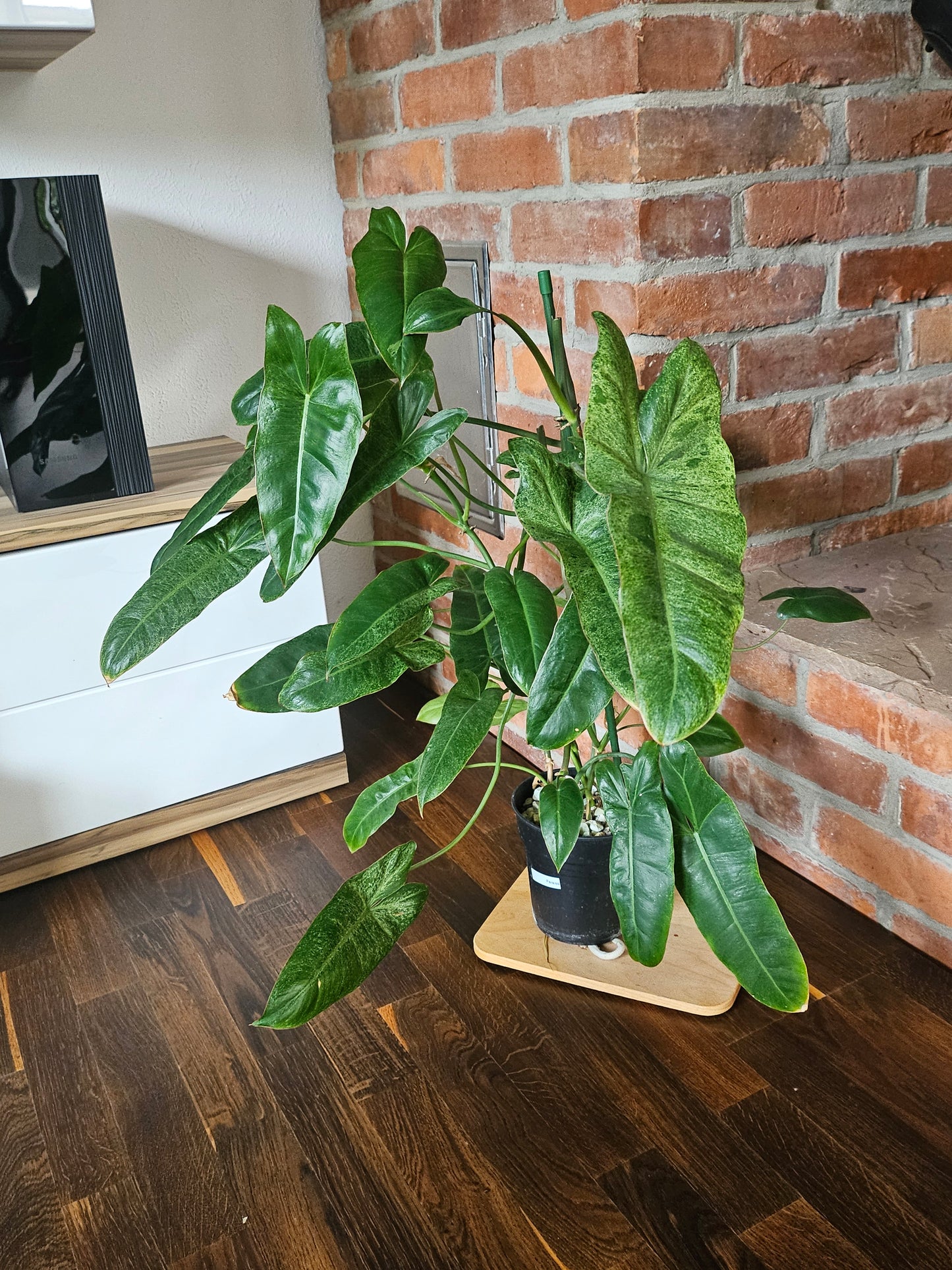 Philodendron paraiso verde große Pflanze