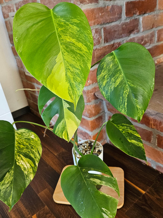 Monstera Deliciosa aurea variegata Pflanze