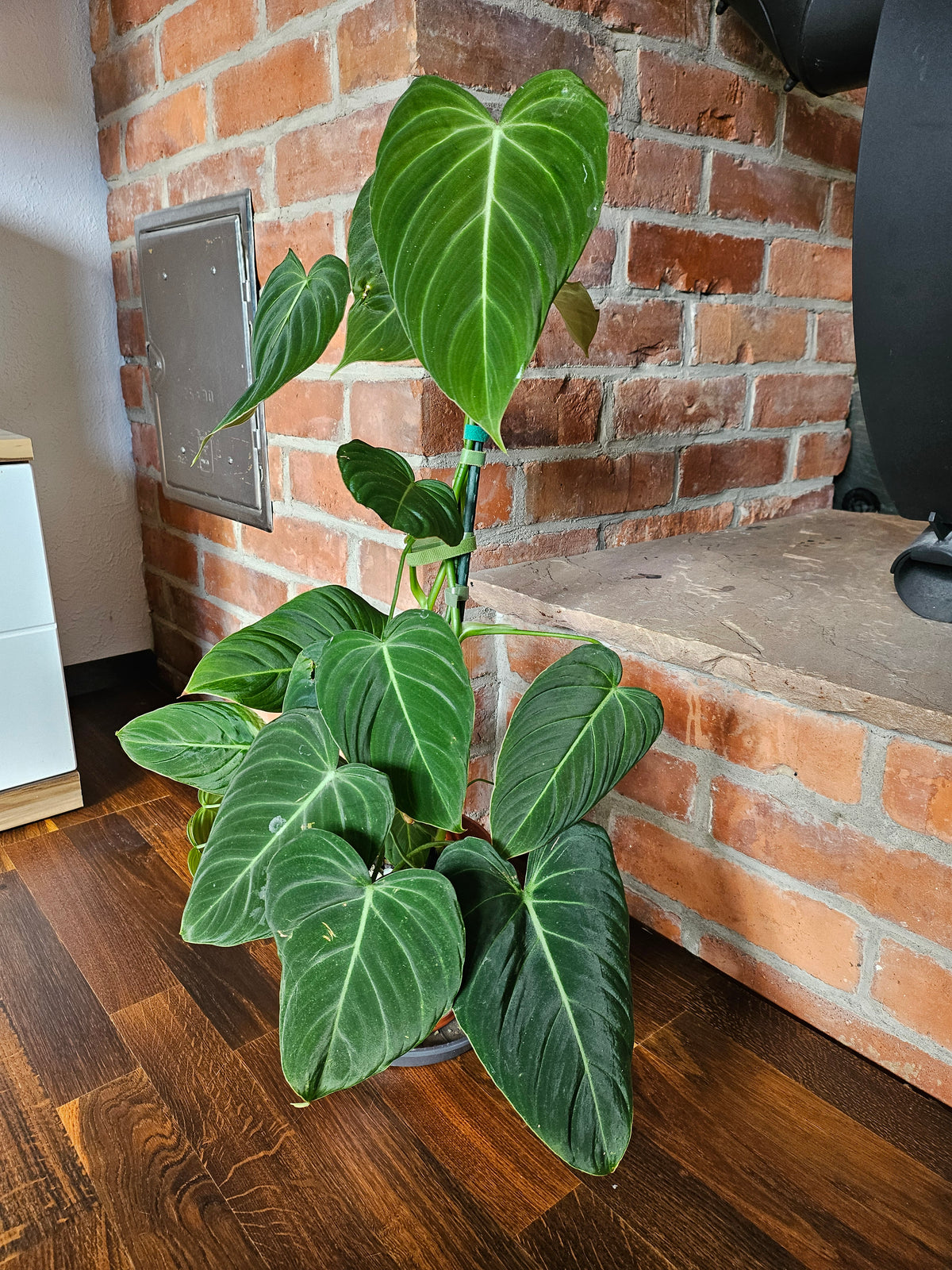 Philodendron Glorious große Pflanze