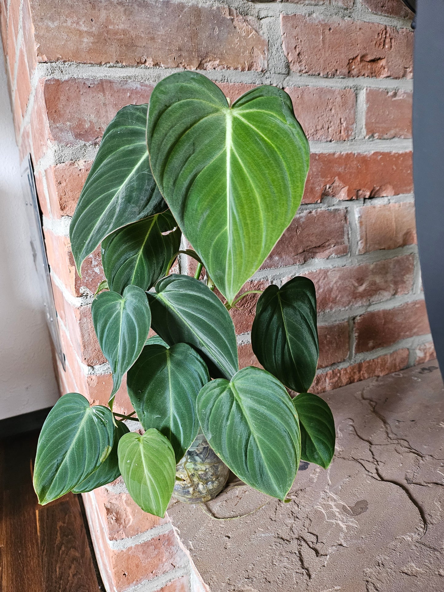 Philodendron Glorious Pflanze