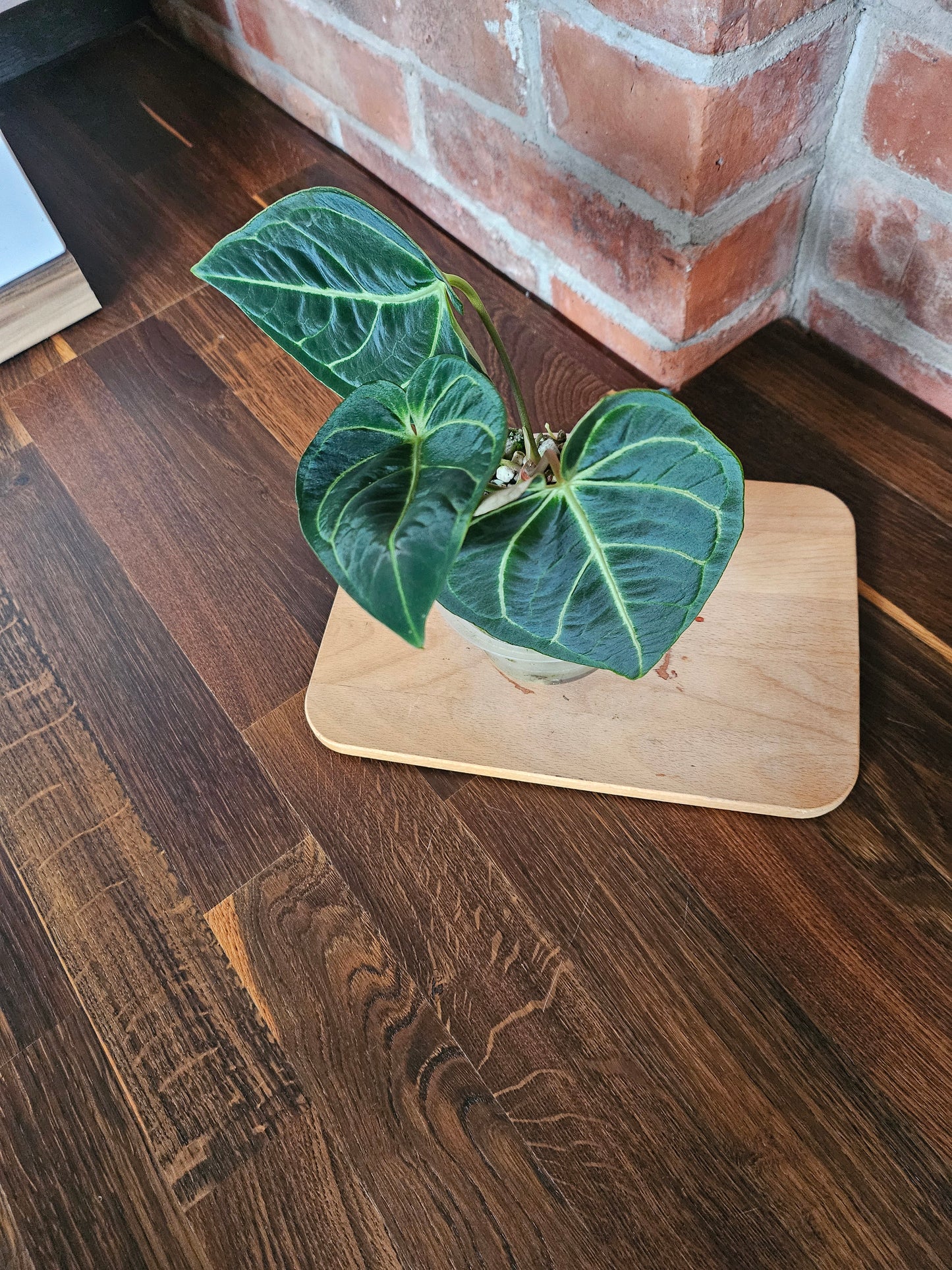 Anthurium Regale Pflanze